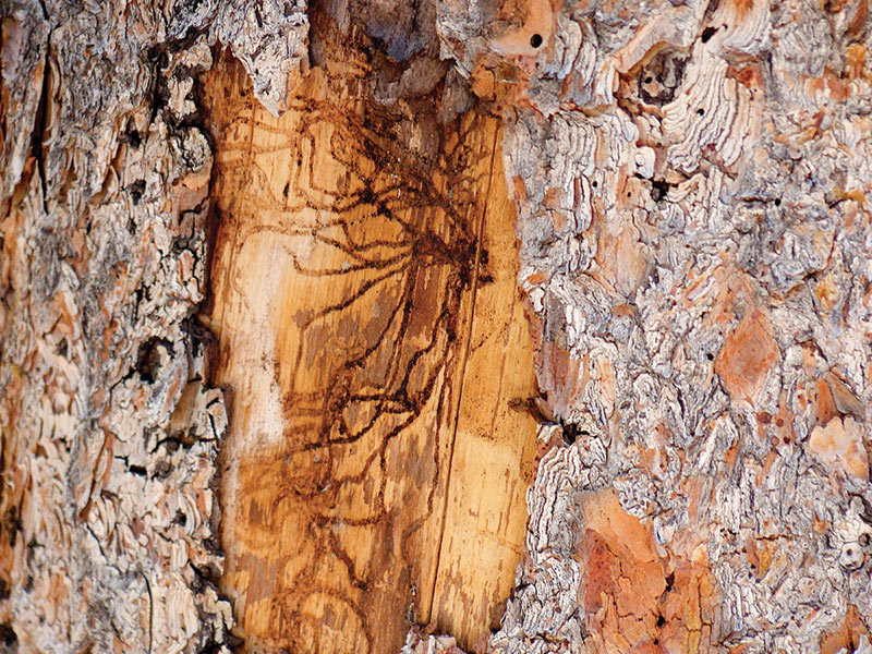 bark beetles