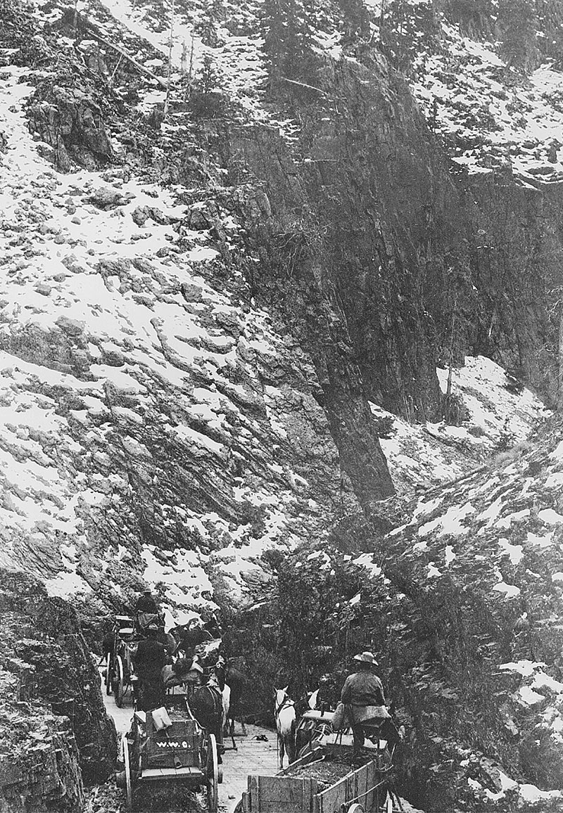 Mules on Pitch Creede Historical Society F 4871