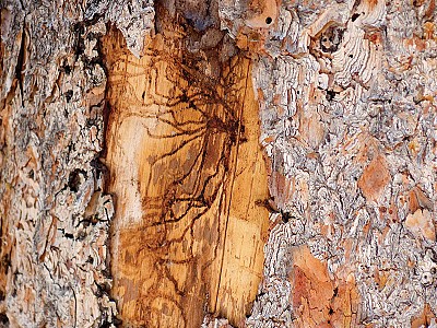 The Spruce Beetle & Logging